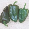 Mulato Island Pepper Seeds - Ancho Type - 20 Seed Pack - Image 1