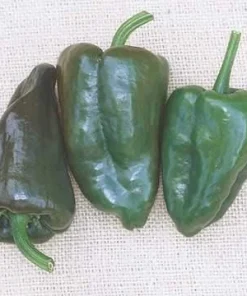 Mulato Island Pepper Seeds - Ancho Type - 20 Seed Pack - Image 1