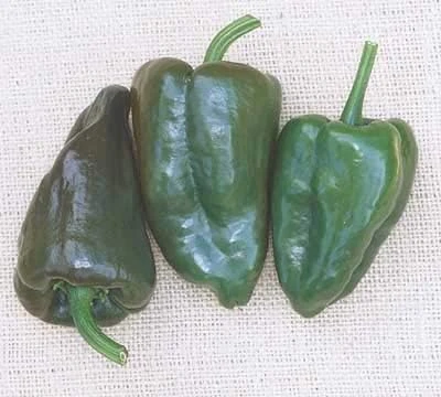 Mulato Island Pepper Seeds - Ancho Type - 20 Seed Pack - Image 1