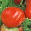 Mule Team Tomato Seeds - 20 Seeds - Indeterminate Red Mildly Sweet Tomatoes - Image 1