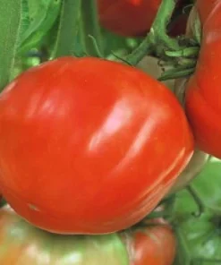 Mule Team Tomato Seeds - 20 Seeds - Indeterminate Red Mildly Sweet Tomatoes - Image 1