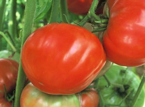 Mule Team Tomato Seeds - 20 Seeds - Indeterminate Red Mildly Sweet Tomatoes - Image 1