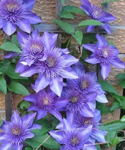 Multi Blue Clematis Vine Live Plant – Double Navy Blue Flowers – 2.5" Pot – Outdoor - Image 2