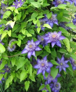 Multi Blue Clematis Vine Live Plant – Double Navy Blue Flowers – 2.5