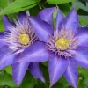 Multi Blue Clematis Vine Live Plant – Double Navy Blue Flowers – 2.5" Pot – Outdoor - Image 1