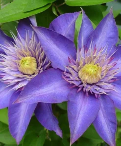 Multi Blue Clematis Vine Live Plant – Double Navy Blue Flowers – 2.5