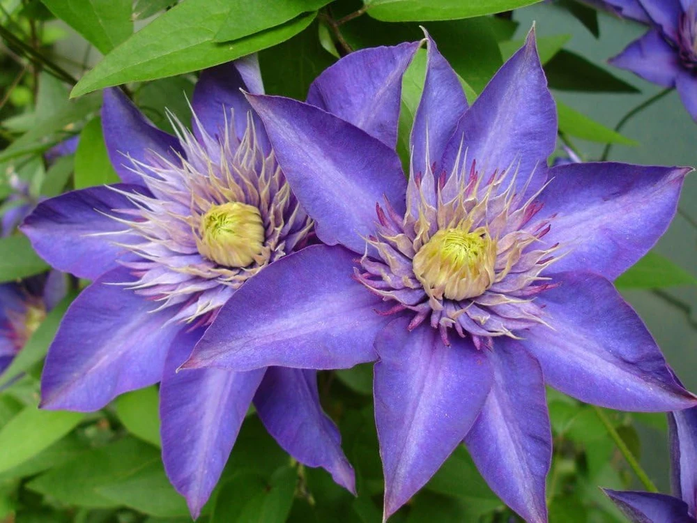 Multi Blue Clematis Vine Live Plant – Double Navy Blue Flowers – 2.5" Pot – Outdoor - Image 1