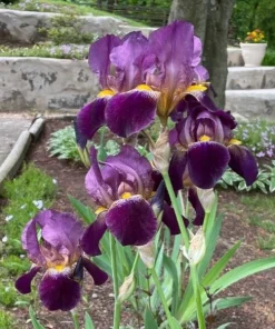 Multi-Color Bearded Iris Bulbs - Easy to Grow Perennial Rhizomes for Outdoor - Image 2