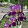 Multi-Color Bearded Iris Bulbs - Easy to Grow Perennial Rhizomes for Outdoor - Image 1