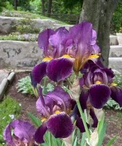 Multi-Color Bearded Iris Bulbs - Easy to Grow Perennial Rhizomes for Outdoor - Image 1