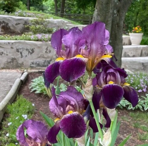 Multi-Color Bearded Iris Bulbs - Easy to Grow Perennial Rhizomes for Outdoor - Image 1