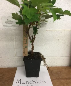 Munchkin Oakleaf Hydrangea Live Plant - Qt. Pot, White to Pink Blooms, Hardy Zones 5-7 - Image 2