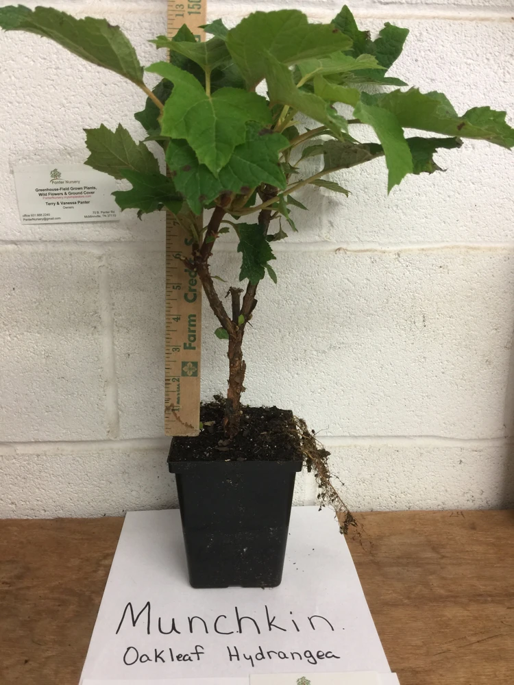 Munchkin Oakleaf Hydrangea Live Plant - Qt. Pot, White to Pink Blooms, Hardy Zones 5-7 - Image 2