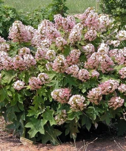 Munchkin Oakleaf Hydrangea Live Plant - Qt. Pot, White to Pink Blooms, Hardy Zones 5-7 - Image 3