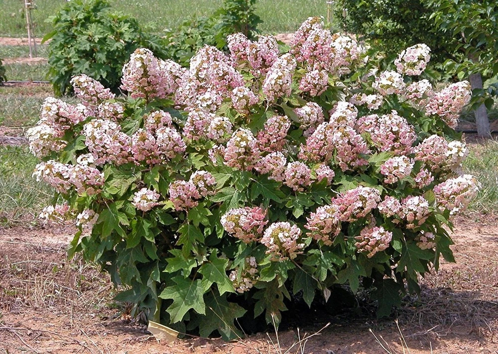 Munchkin Oakleaf Hydrangea Live Plant - Qt. Pot, White to Pink Blooms, Hardy Zones 5-7 - Image 3