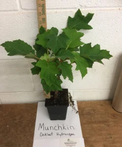 Munchkin Oakleaf Hydrangea Live Plant - Qt. Pot, White to Pink Blooms, Hardy Zones 5-7 - Image 4