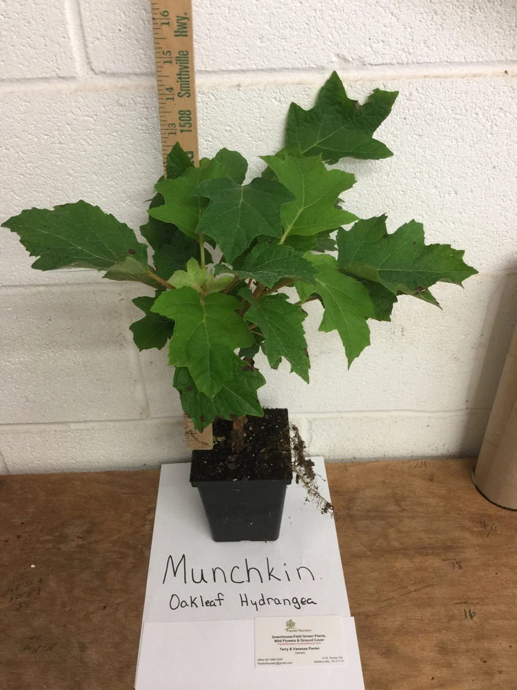Munchkin Oakleaf Hydrangea Live Plant - Qt. Pot, White to Pink Blooms, Hardy Zones 5-7 - Image 4