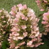 Munchkin Oakleaf Hydrangea Live Plant - Qt. Pot, White to Pink Blooms, Hardy Zones 5-7 - Image 1
