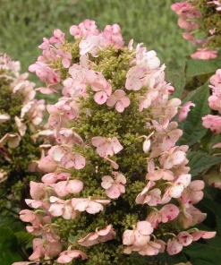 Munchkin Oakleaf Hydrangea Live Plant - Qt. Pot, White to Pink Blooms, Hardy Zones 5-7 - Image 1