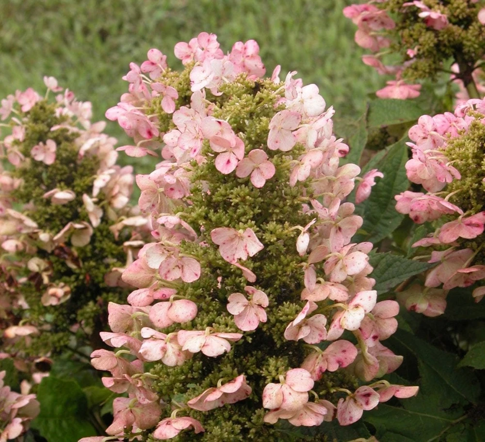 Munchkin Oakleaf Hydrangea Live Plant - Qt. Pot, White to Pink Blooms, Hardy Zones 5-7 - Image 1