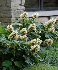 Munchkin Oakleaf Hydrangea Live Plant - Qt. Pot, White to Pink Blooms, Hardy Zones 5-7 - Image 5