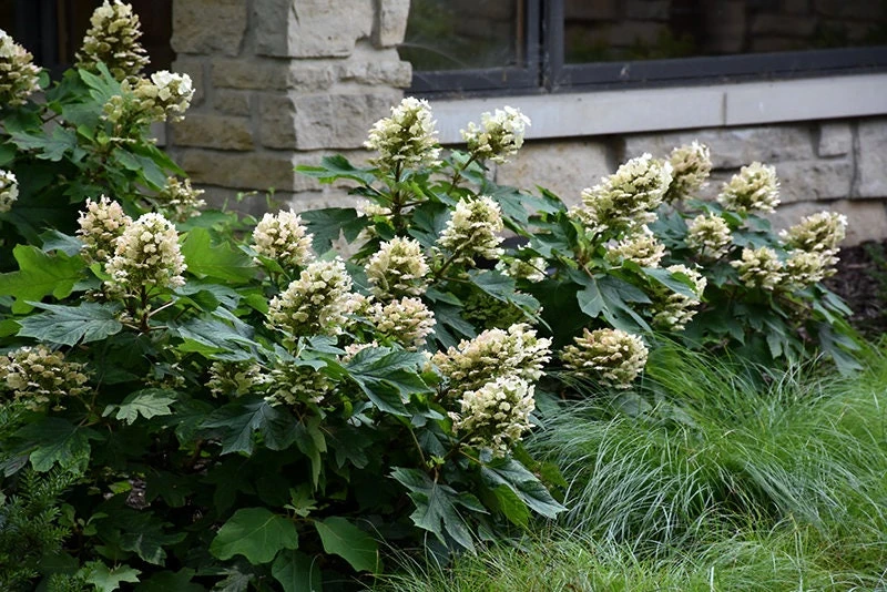 Munchkin Oakleaf Hydrangea Live Plant - Qt. Pot, White to Pink Blooms, Hardy Zones 5-7 - Image 5