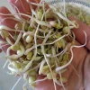 Mung Bean Sprouting Seeds - 4 oz - Grow Your Own Edible Sprouts - Image 1