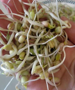 Mung Bean Sprouting Seeds - 4 oz - Grow Your Own Edible Sprouts - Image 1