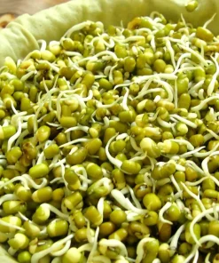 Mung Bean Sprouting Seeds - 4 oz - Grow Your Own Edible Sprouts - Image 2