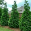 Murray Cypress Live Plant – 6-12" Tall Evergreen Tree in 2.5" Pot – Privacy Screen - Image 1