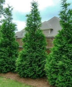 Murray Cypress Live Plant – 6-12