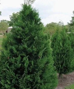 Murray Cypress Live Plant – 6-12