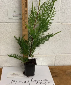 Murray Cypress Live Plant – 6-12