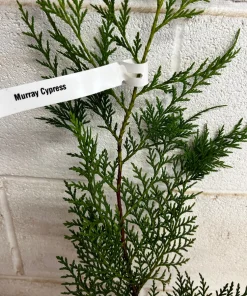 Murray Cypress Live Plant – 6-12