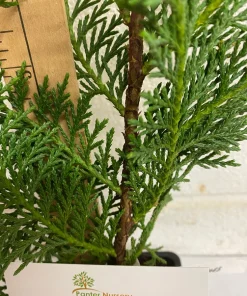 Murray Cypress Live Plant – 6-12