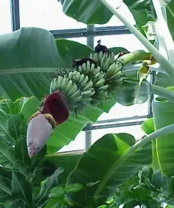 Musa 'Gran Nain' Banana Tree Seeds - 10 pcs - Grow Your Own Banana Plant - Image 2