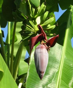 Musa 'Gran Nain' Banana Tree Seeds - 10 pcs - Grow Your Own Banana Plant - Image 3