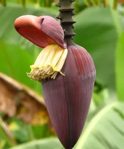 Musa 'Gran Nain' Banana Tree Seeds - 10 pcs - Grow Your Own Banana Plant - Image 4