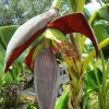 Musa 'Gran Nain' Banana Tree Seeds - 10 pcs - Grow Your Own Banana Plant - Image 1