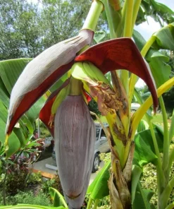 Musa 'Gran Nain' Banana Tree Seeds - 10 pcs - Grow Your Own Banana Plant - Image 1
