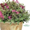 My Monet Weigela Live Plant - Variegated Foliage, Purple-Pink Flowers - 4 inch Pot - Image 1
