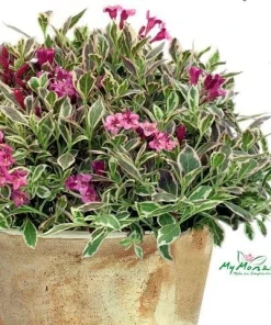 My Monet Weigela Live Plant - Variegated Foliage, Purple-Pink Flowers - 4 inch Pot - Image 1