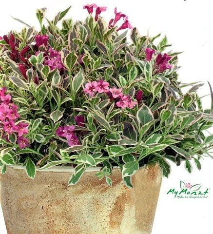 My Monet Weigela Live Plant - Variegated Foliage, Purple-Pink Flowers - 4 inch Pot - Image 1