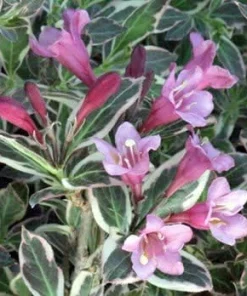 My Monet Weigela Live Plant - Variegated Foliage, Purple-Pink Flowers - 4 inch Pot - Image 2