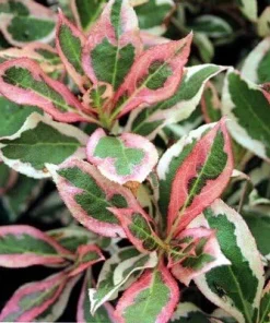 My Monet Weigela Live Plant - Variegated Foliage, Purple-Pink Flowers - 4 inch Pot - Image 3