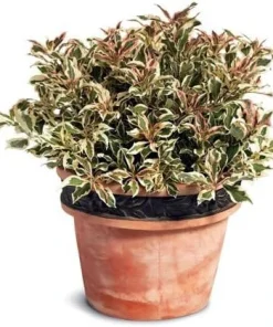 My Monet Weigela Live Plant - Variegated Foliage, Purple-Pink Flowers - 4 inch Pot - Image 4
