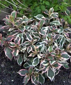 My Monet Weigela Live Plant - Variegated Foliage, Purple-Pink Flowers - 4 inch Pot - Image 5