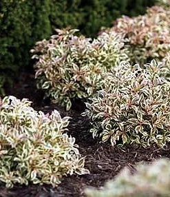My Monet Weigela Live Plant - Variegated Foliage, Purple-Pink Flowers - 4 inch Pot - Image 6