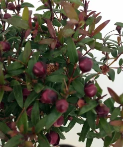 Myrtle Herb Plant - Myrtus communis - Live Plant - 4.5" Pot - Topiary - Image 2