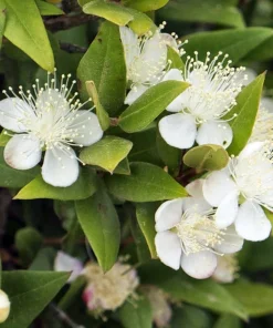 Myrtle Herb Plant - Myrtus communis - Live Plant - 4.5